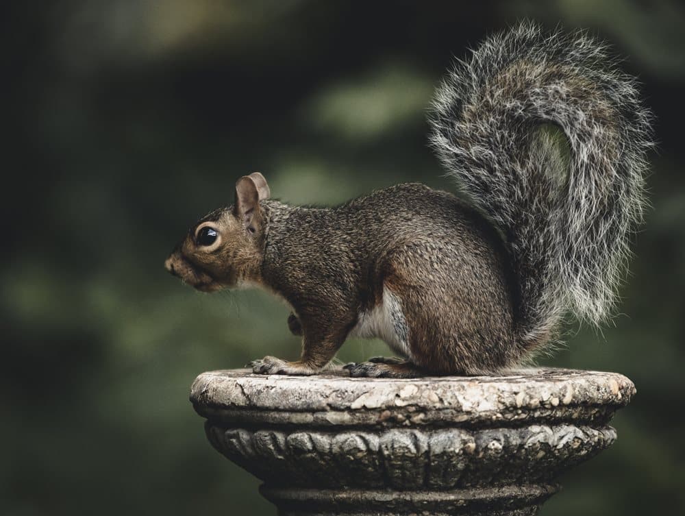 How to Get Rid of Squirrels